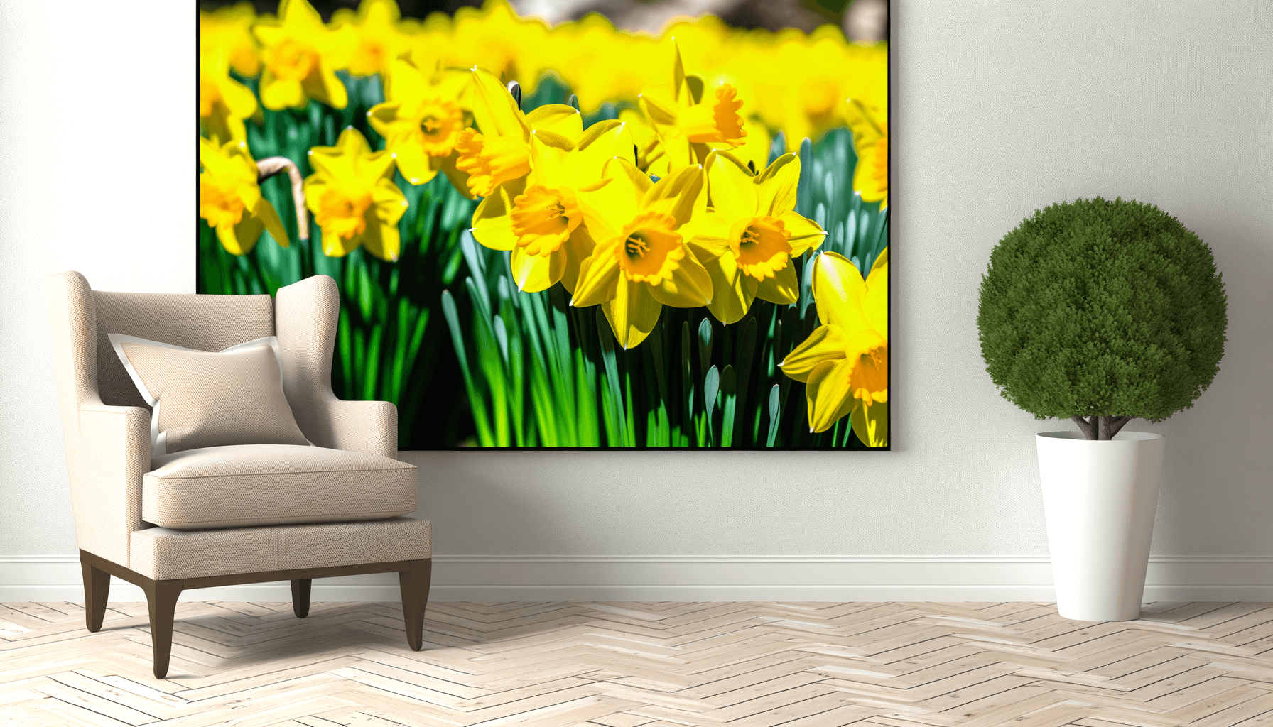 Bright yellow daffodils in spring bloom